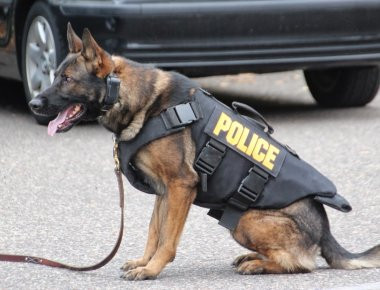 Σαμοθράκη: Σκύλος-ανιχνευτής «συνέλαβε» 37χρονο για κατοχή ποσότητας ναρκωτικών